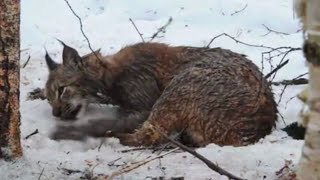 Люди спасают попавших в беду диких животных