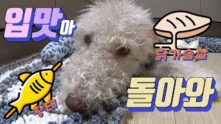 입맛 없는 강아지에게 보양식!!! 황태 & 닭가슴살 BeInLoveWithRhea