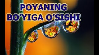 POYANING BO'YIGA O'SISHI | ПОЯНИНГ БЎЙИГА ЎСИШИ.