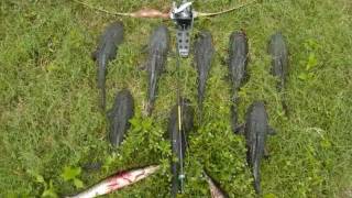 Bowfishing Armored Catfish in Florida!
