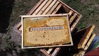 Изолятор Миленина.Через 7 дней после заключения матки в изолятор.