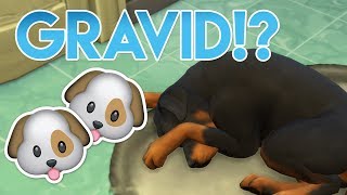 Dem Ska Få Valpar!! ??  | Sims 4 Hundar & Katter