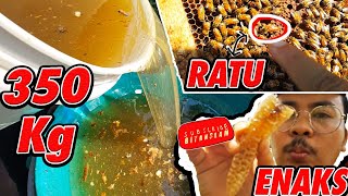 Makan Sarang Lebah Langsung - Panen 350 Kg Madu Murni #madumurni #saranglebah #sarangtawon #tawon