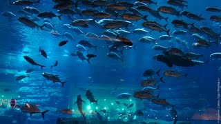 Большой Аквариум и Подводный зоопарк в Дубай Молл и падающий фонтан 2015