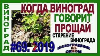 ? Когда виноград говорит ПРОЩАЙ. Признаки старения куста. Выкорчевка.
