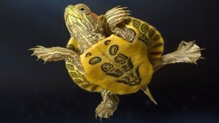 Правильное кормление красноухих черепах