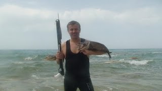 Морской судак Подводная охота Александр Кочубей