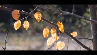 Осень в Баговской 4K Ultra HD