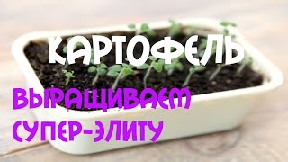 Как получить лучшие семена #картофеля?. Пересадка картофеля семенами