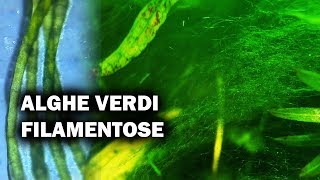 ALGHE VERDI in Acquario: Come Preverirle ed Eliminarle
