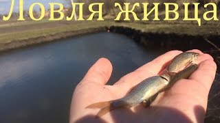 ЛОВЛЯ ЖИВЦА НА ПОДЪЁМНИК