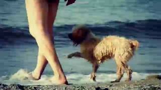 Милые собаки на пляже, Одесса / Cute Dogs on the Beach, Odessa