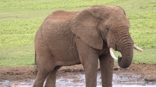 Elephant & Cheetah Encounter