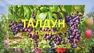 Виноград 2018  Виноград Талдун  Отзыв о винограде