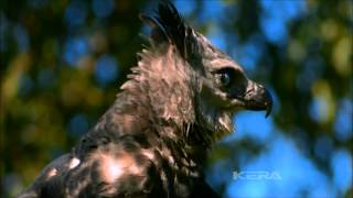 harpy eagle