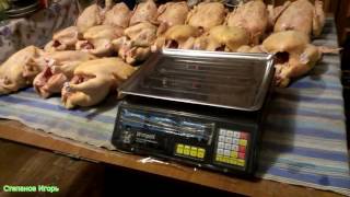 Бройлеры. Забой птицы 47  сутки Взвешивание С первых суток до забоя часть 20