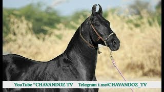 Azimxon Eshonbobo Polvonlar Olib kelgan qora uloq nega xarom qilindi