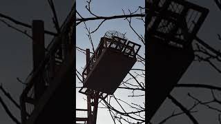 ловля щеглов 2020 видео горяче
