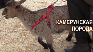 Коза камерунской породы. Вторая Всероссийская выставка молочного козоводств
