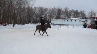 Тренировка по верховой езде на ослике (ШВЕ Династия)