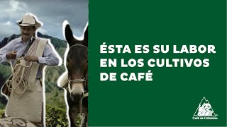 Qué es un Extensionista?