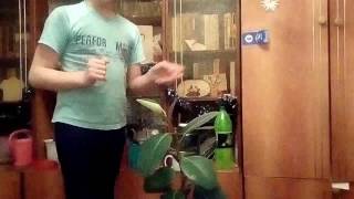Обрезание верхушке фикуса .1 серия