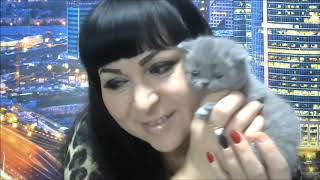 Шотландские Британские Кошки Котята Коты.Успокаивающий Комплекс для снятия стресса у кошек и собак