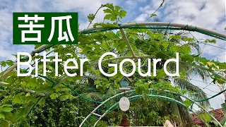 苦瓜成长记 Growing bitter gourd