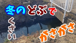 【ガサガサ】冬のどぶでメダカ探し！