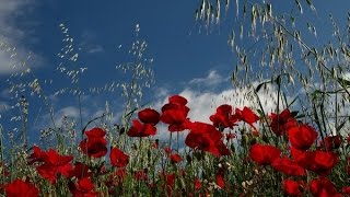 ПРИРОДА РОДНОГО КРАЯ и КРАСИВАЯ МУЗЫКА