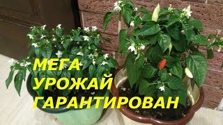 ЗАГЛУБИМ РАССАДУ ПЕРЦА ! ПОЛУЧИМ МОЩНЫЕ КОРНИ!