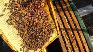 Отводки набирают силу на главном взятке