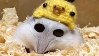 СМЕШНОЙ ХОМЯЧОК СЕМА! Смешная озвучка)) Приколы с хомячками #хомки