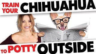 Potty Train your Chihuahua outdoors! IN 4 WEEKS! | Sweetie Pie Pets