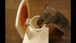 Кот Кокос и Мышь Г?шишь