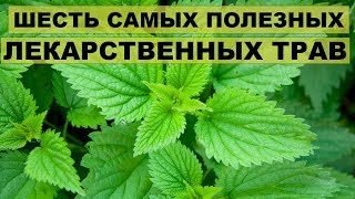 ШЕСТЬ САМЫХ ПОЛЕЗНЫХ ЛЕКАРСТВЕННЫХ ТРАВ. Полезные свойства и противопоказания