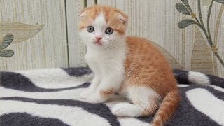 Котята шотландские вислоухие, скоттиш страйт скоттиш фолд, 1 месяц 10 дней, г.Павлодар