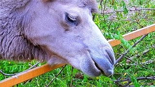Верблюды. Видео с Верблюдами. Верблюд Ест. Красивые Двугорбые Верблюды. Футажи для видеомонтажа