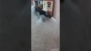 Пародия на песню open kids круче всех
