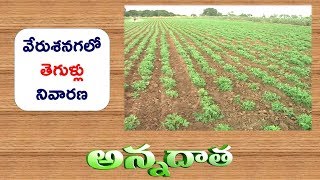 Diseases in Groundnut | Peanut Bud Necrosis | Root Rot | Stemrot || ETV Annadata