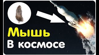 Мышь в космосе, ползёт по турбине! 200 фактов.