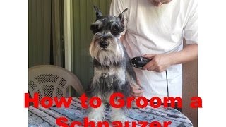 How to Groom a Miniature Schnauzer