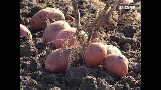 Шість соток (Вирощування картоплі)