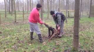 Le Malinois Hellboy en pension-dressage en french ring le 14/01/2013