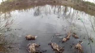 рыбалка на убийцу карася с гороховой мастыркой. fishing for carp killer