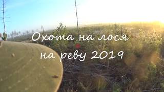 Охота на лося на реву 2019