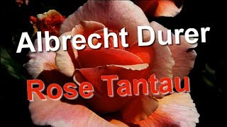 Albrecht Durer Rose Tantau