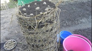 How to construct a potato tower at your home .
