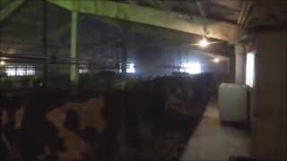 ЗАО Респект. Использование СапроСОРБа в колхозе Большевик. (22.03.2013)