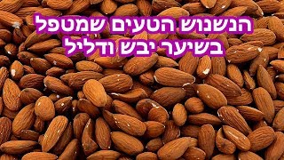 איך לטפל בשיער יבש